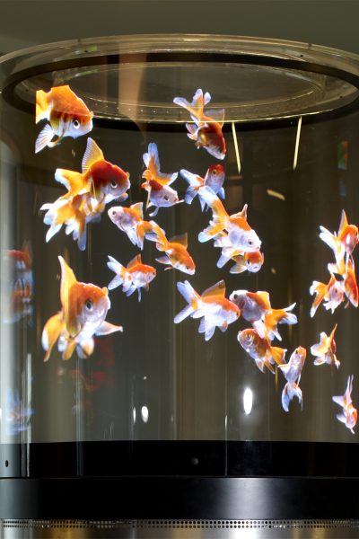 Un ecrand led vue de prêt affichant des images numérique de poissons rouges